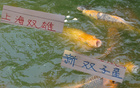 上海德比后，海港雙子星與申花雙子星能否征戰東亞杯？